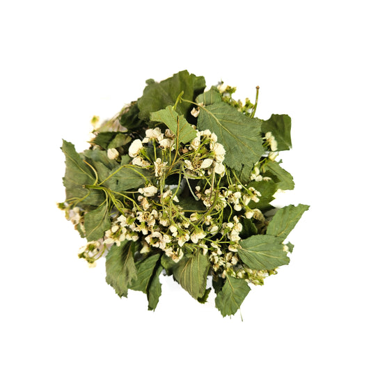 Fleurs d’aubépine