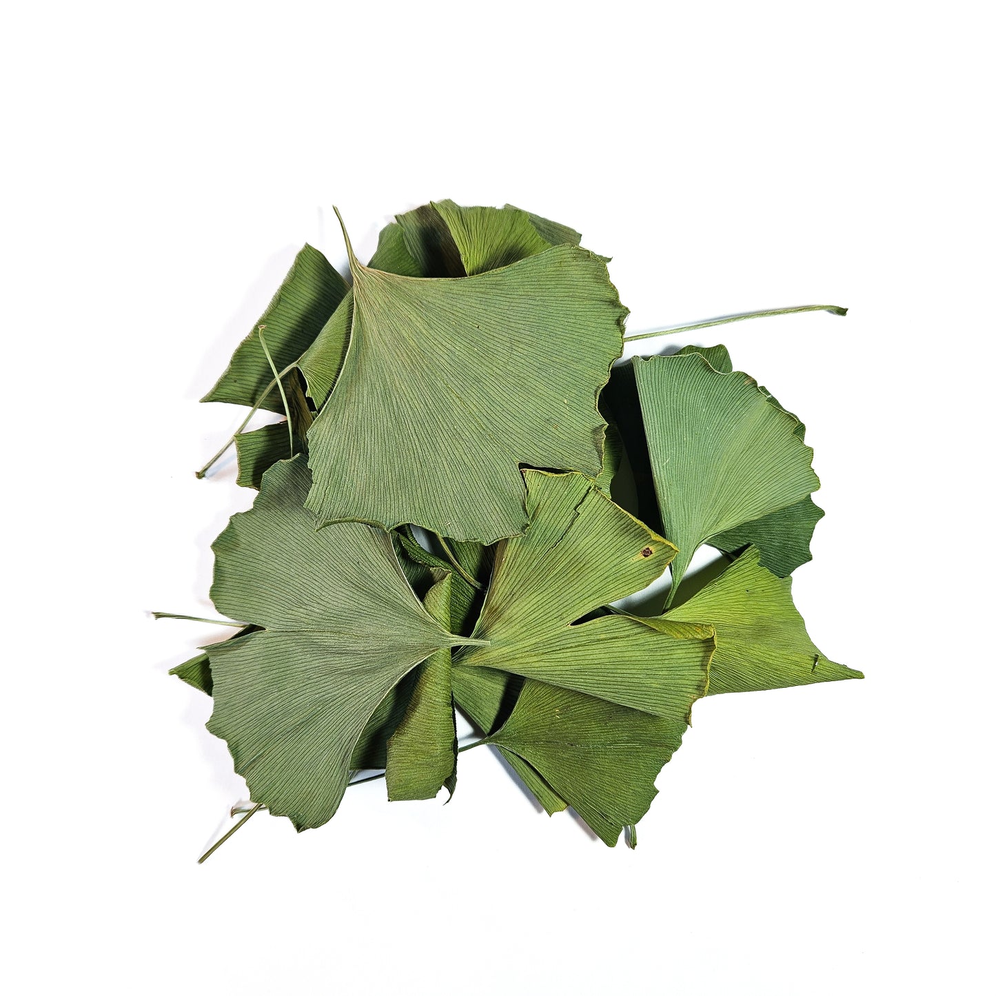 Ginkgo