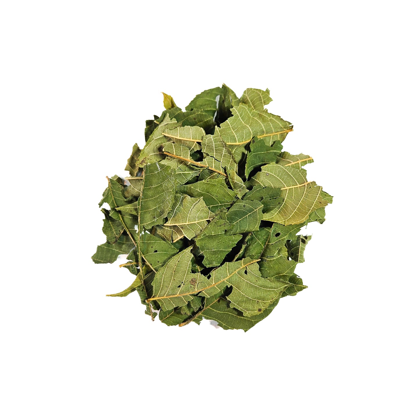 Black Walnut Leaves