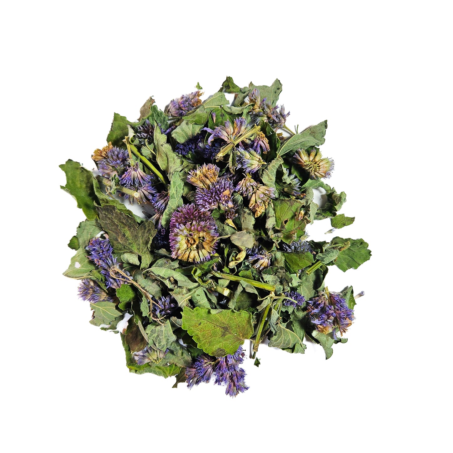 Anise-Hyssop